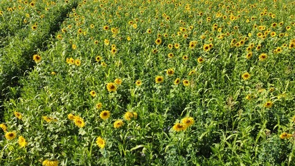 Yellow sunflower field arial drone view photo from above.