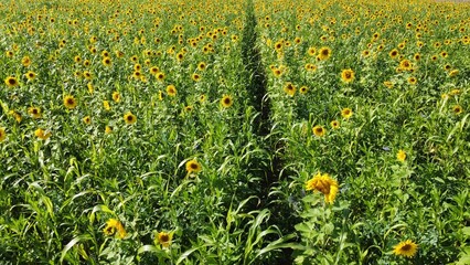 Yellow sunflower field arial drone view photo from above.