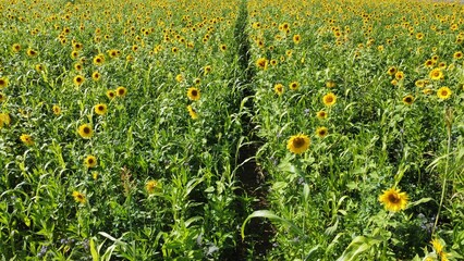 Yellow sunflower field arial drone view photo from above.