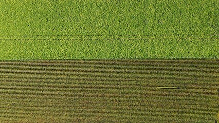 Sunflower field and corn field arial drone view photo from above.