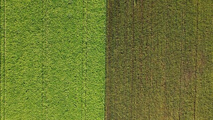 Sunflower field and corn field arial drone view photo from above.