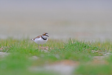 Little Ringed Plover (Charadrius dubius) feeding in the meadow by the lake.