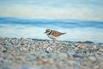 Little Ringed Plover (Charadrius dubius) foraging by the lake.
