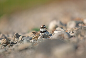 Little Ringed Plover (Charadrius dubius) on incubating eggs.