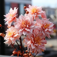 An elegant bouquet of dalia flowers with soft peach fuzz petals in full bloom. Unusual fluffy flower, Concept: spring gardening season.