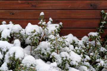 Green plant in winter covered by snow against wooden background - 692186315