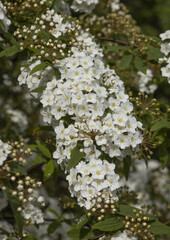 Spiraea vanhouttei en fleur au printemps