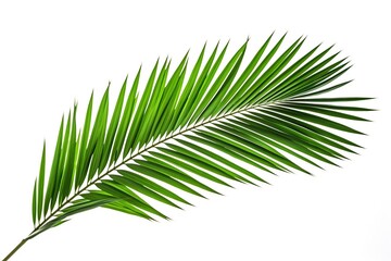 Green palm leafs on white background