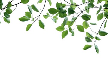 Obraz premium Branch with green leaves on white background