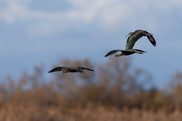 Glossy ibis Plegadis falcinellus in flight or wading