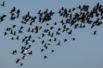Glossy ibis Plegadis falcinellus in flight or wading
