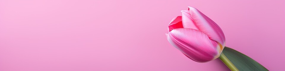 Horizontal banner with tulip