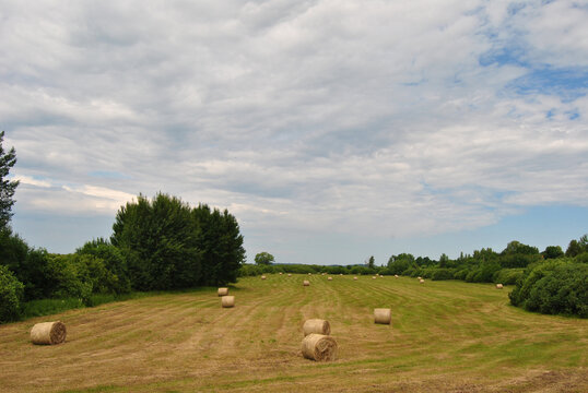 Bales of hay in a field during summer in Durbe, Latvia