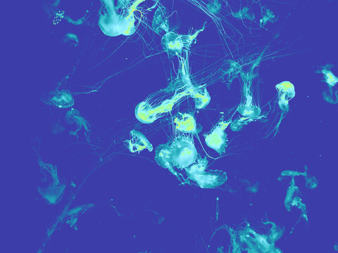Jellyfish group long tentacles swim and glow x-ray effect dark background pop art print design futuristic retrowave style.  Impressionistic photo with gradient. Blurred transparent animal acid graphic