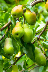 Pear orchard. Ripe pears in the garden ready for harvest.