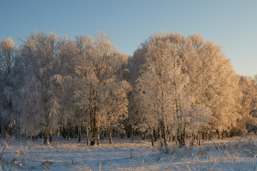 Beautiful winter landscape on a winter forest, severe frost