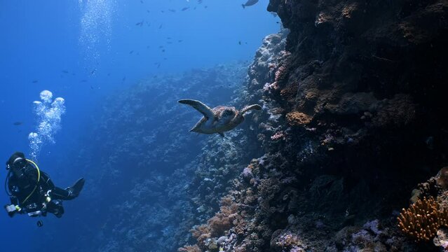 A female SCUBA Diver swims with a Green Turtle next to a coral reef