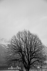 Baum vor schneebedeckten Bergen, schwarz weiß