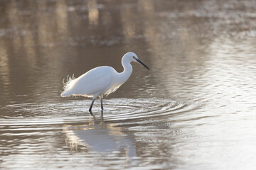 Little Egret Egretta garzetta in close view