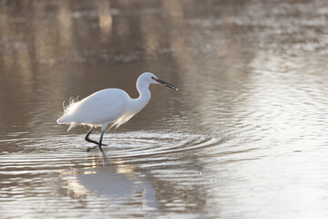 Little Egret Egretta garzetta in close view