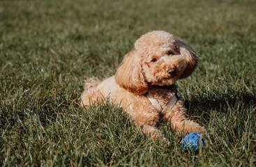 Adorable apricot toy poodle sitting on the grass with rubber toy ball near. Training,playing with...