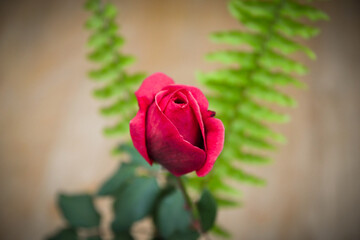 Aufblühende rote Rose mit Arrangement im Hintergrund