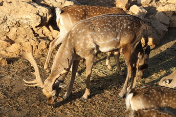 Jerusalem Zoo Gazelles Male Longhorns