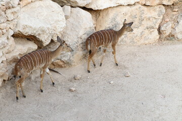 Jerusalem Zoo Gazelles White rocks background