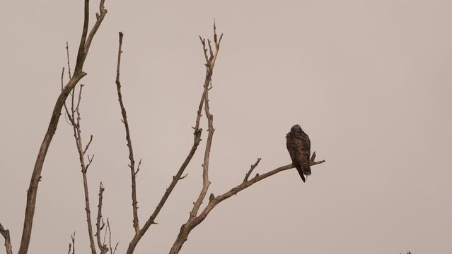 A common buzzard (Buteo buteo) sitting on a tree branch and flying away