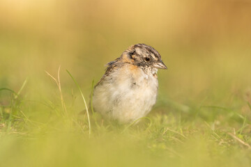 A small Rufous-collared Sparrow (Zonotrichia capensis) watching from a green grassland at ground level.