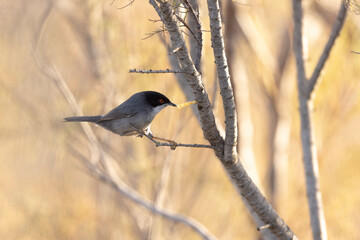 Sardinian warbler Curruca melanocephala in the sansouire in Camargue, Southern France