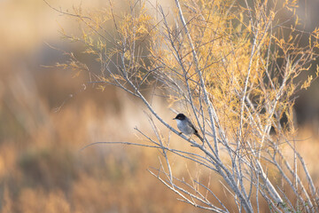 Sardinian warbler Curruca melanocephala in the sansouire in Camargue, Southern France