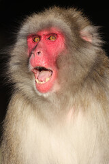 close up view of Japanese Macaque (Macaca Fuscata).