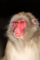close up view of Japanese Macaque (Macaca Fuscata). - 692196169