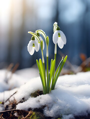 Close up of spring snowdrop flower growing in the snow, blurry light  background  - obrazy, fototapety, plakaty