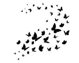 black and white butterflies