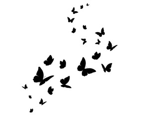 butterfly on white background