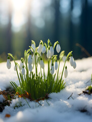 Close up of white spring snowdrop flowers growing in the snow, blurry forest  background 