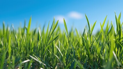 Fototapeta premium Fresh green grass UHd wallpaper