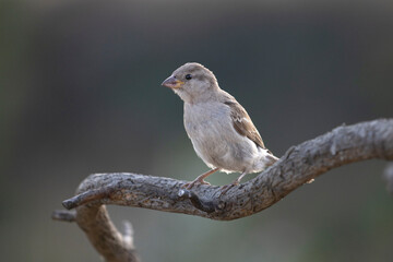 bird sitting on a beautiful dry branch