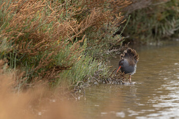 Water Rail Rallus aquaticus wading in a swamp  in Camargue, Southern France