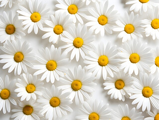 White Daisy chamomile flowers on white background 