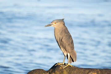 heron standing over a rock next to the sea