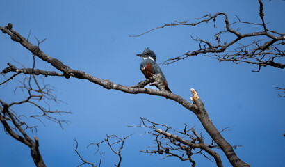 kingfisher on a tree watching