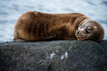 sea wolf sleeping on a rock close up
