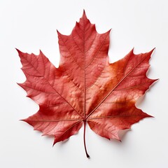 red maple leaf isolated on white background