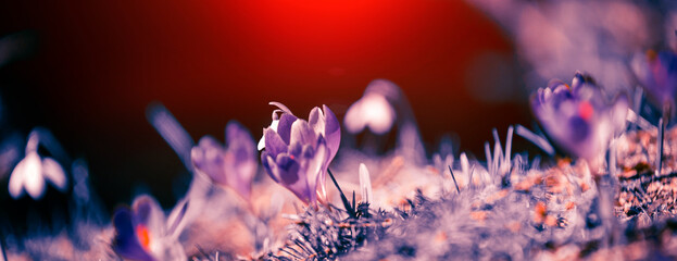 flowering spring flowers, fantastic macro photo of crocus (Safran)  and snowdrop flowers in...