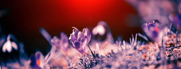 Fotobehang flowering spring flowers, fantastic macro photo of crocus (Safran)  and snowdrop flowers in mountains....exclusive - this image is sold only on Adobe stock © Rushvol