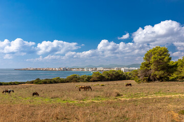 Kiefern und Pferde an der Küste im Naturschutzgebiet Punta de n´Amer bei Sa Coma, Mallorca
