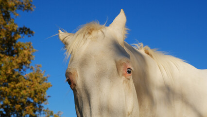 Curious and nosey white horse against blue sky background outside on farm.
